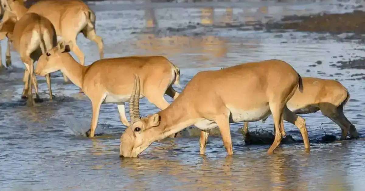 Экология министрлігі Өзбекстанға киік беруге қатысты мәлімдеме жасады