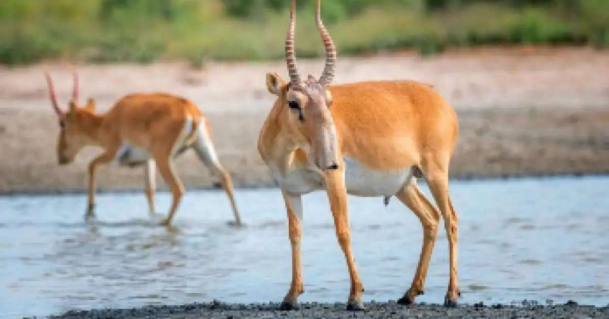 Colman Domingo and Jude Law at amfAR’s Venice Gala