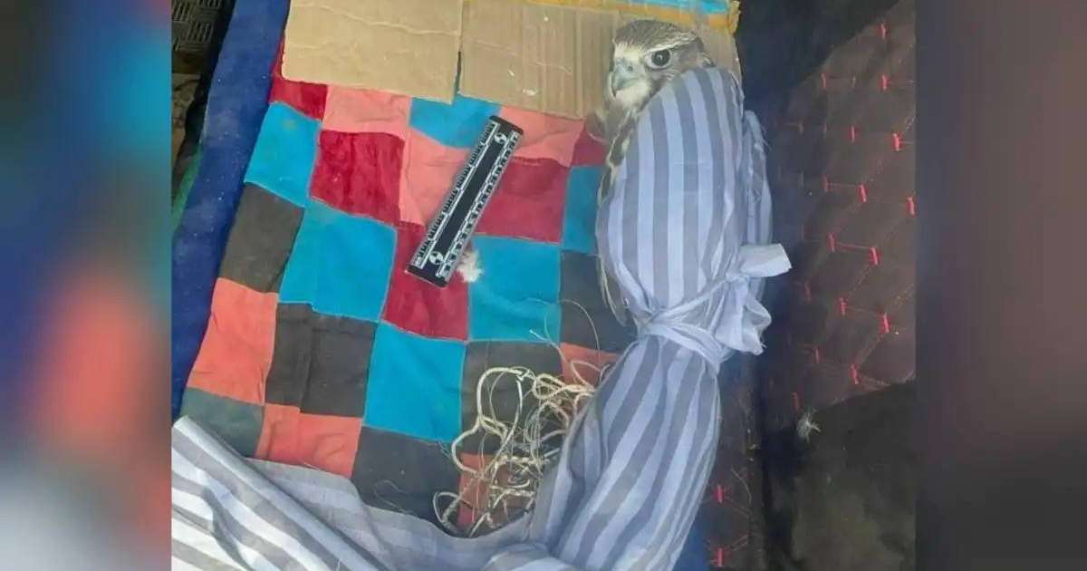 Қызыл кітапқа енген құсты заңсыз алып жүрген тұрғын ұсталды (ВИДЕО)