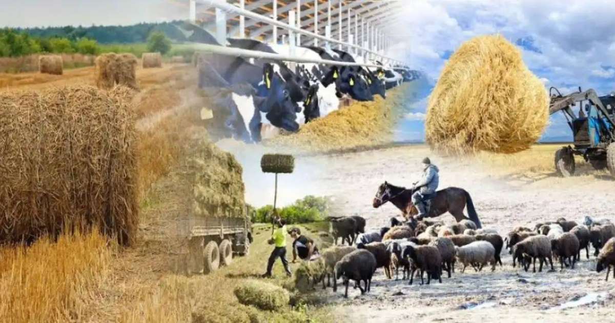 1 тамызда елімізде ұлттық ауыл шаруашылығы санағы басталады