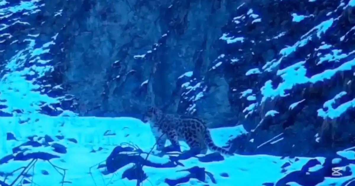 Жоңғар Алатауы ұлттық паркінде қар барысы фототұзаққа түсіп қалды