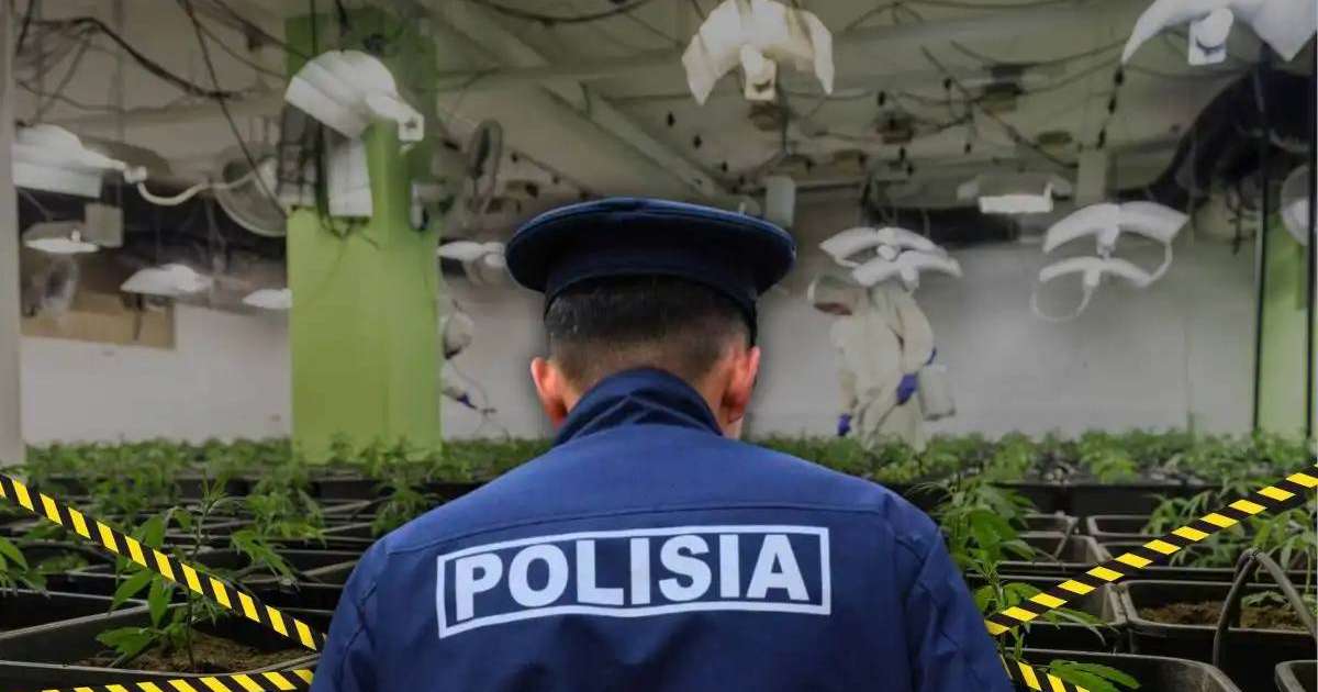 Алматыда марихуананың ірі партиясы тәркіленді