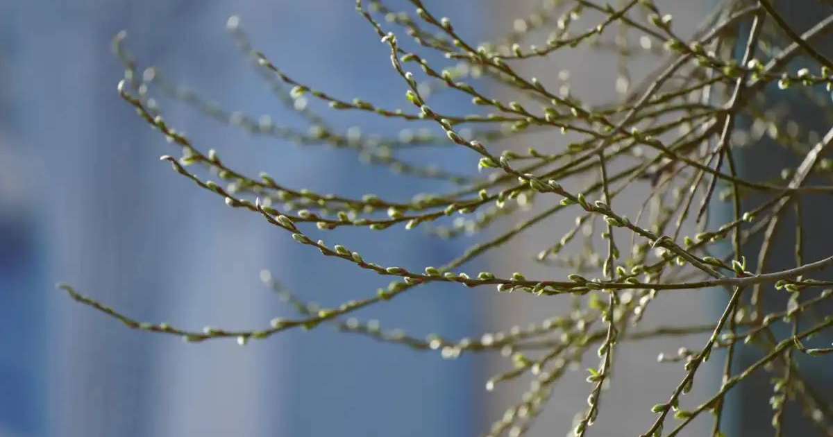 Биыл «Сарайшық» ауданында 15 мыңнан астам ағаш отырғызу жоспарланған