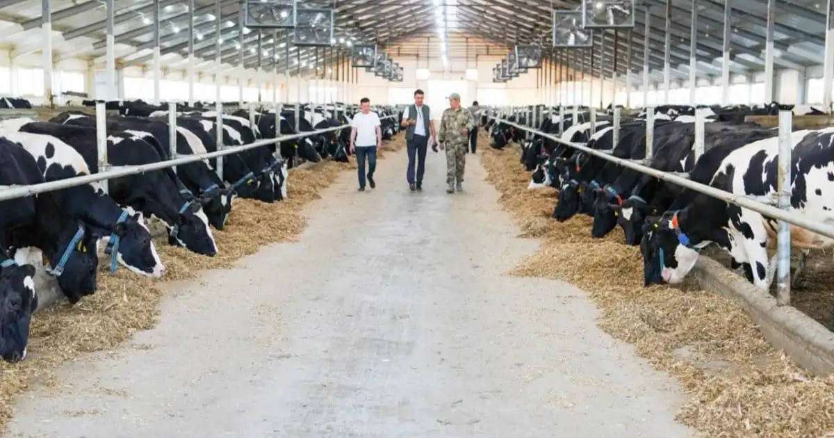 Еліміз ет экспортын жылына 50 мың тоннаға дейін арттыруды жоспарлап отыр