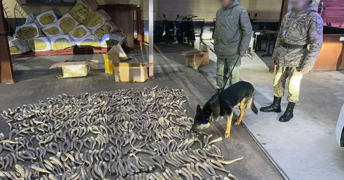 Киік мүйізін шетелге әкетпек болғандар ұсталды