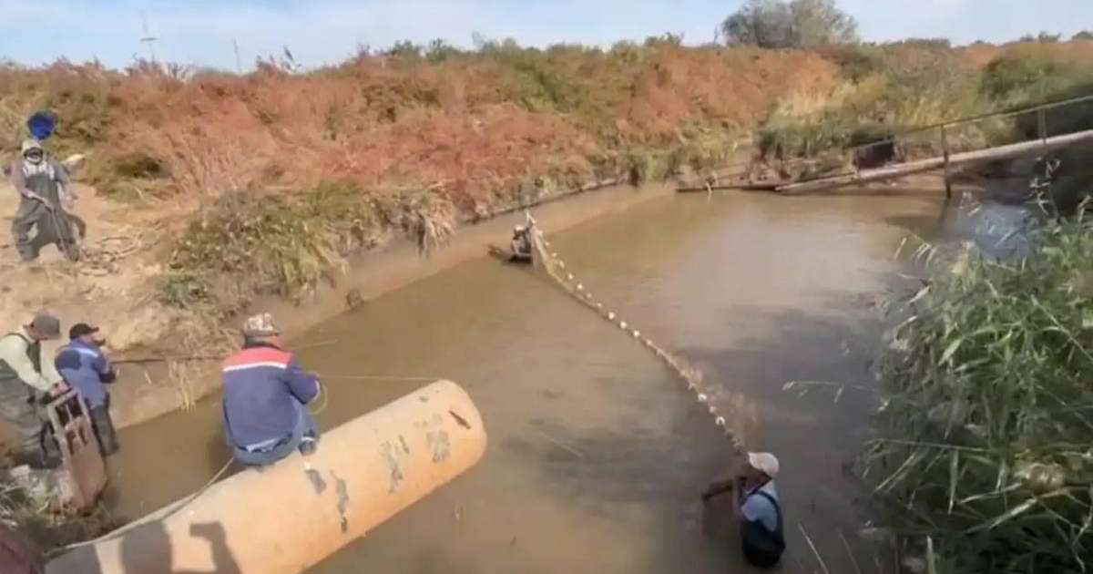 Жайық-Каспий бассейнінде 116 млн-нан астам балық құтқарылды