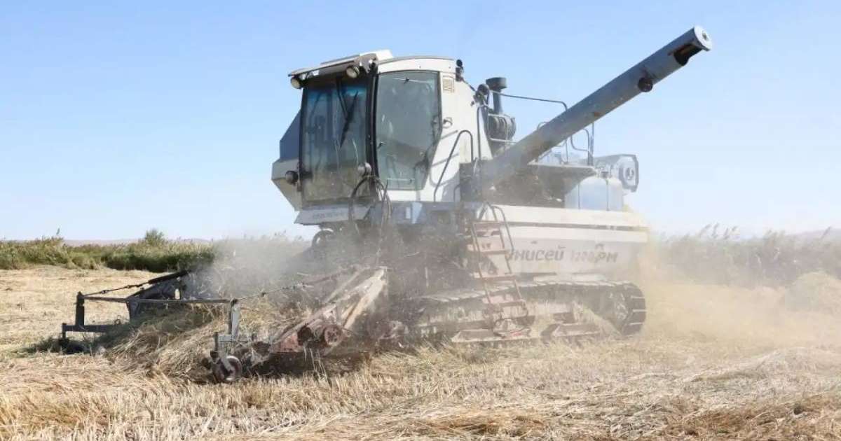 Жетісу облысында 4 мың тонна күріш жинау жоспарланып отыр