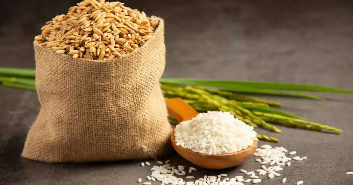 Биыл күріш өнімділігі 50%-ға артады