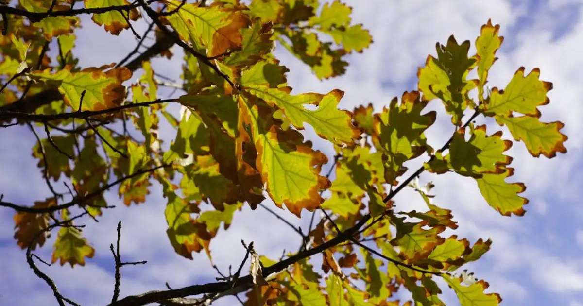 Ертең Қазақстанның бірнеше өңірінде қар жауады