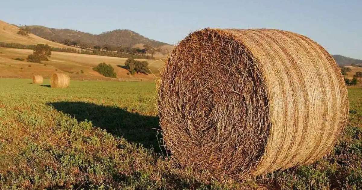 Елімізде 35 млн тонна мал азығы дайындалды