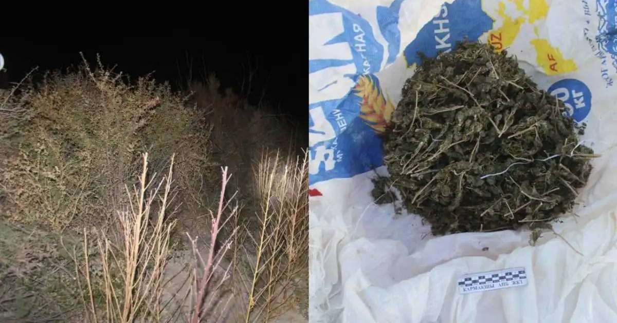 Қызылорда облысында ірі есірткі алқабы жойылды