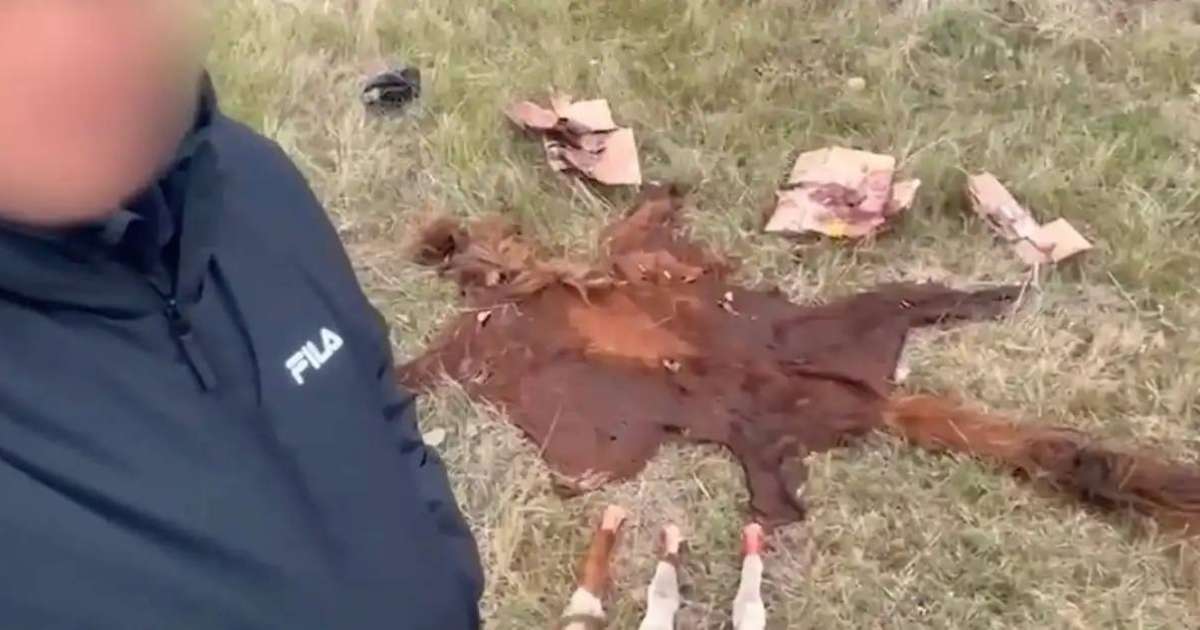 Ұрланған малды сойып, етін сатып жіберген: Астана маңында қылмыстық топ ұсталды