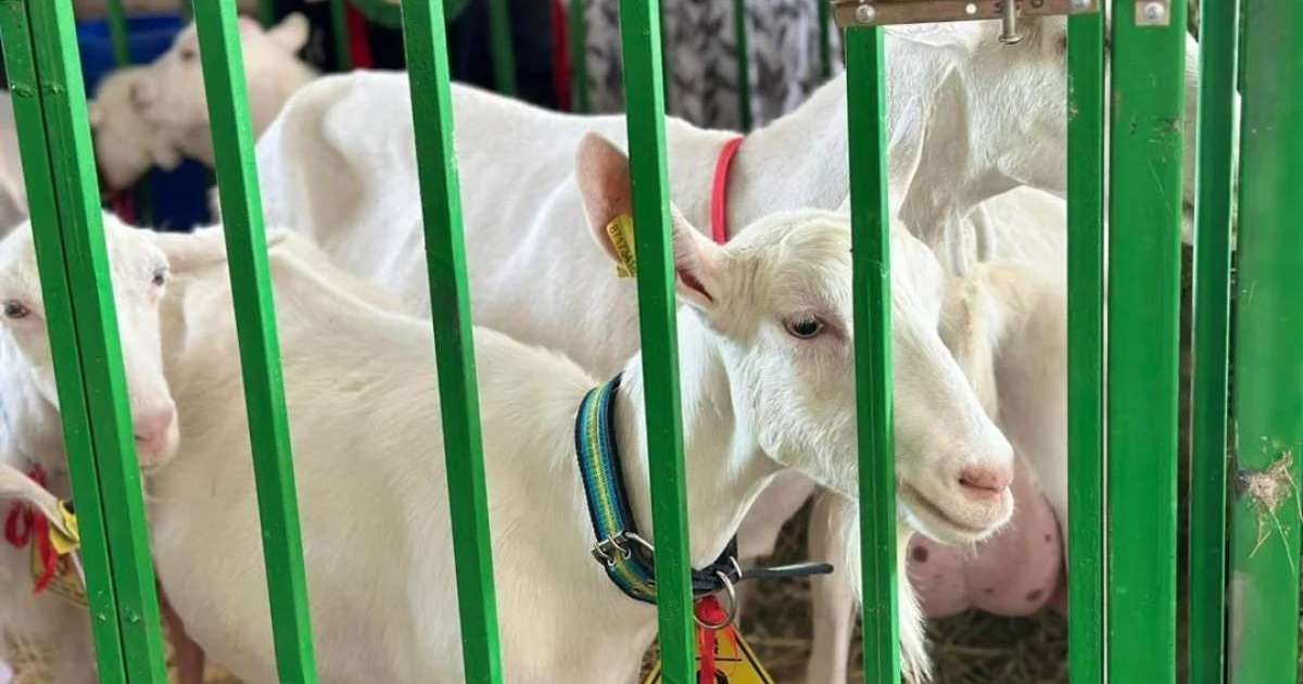 Colman Domingo and Jude Law at amfAR’s Venice Gala