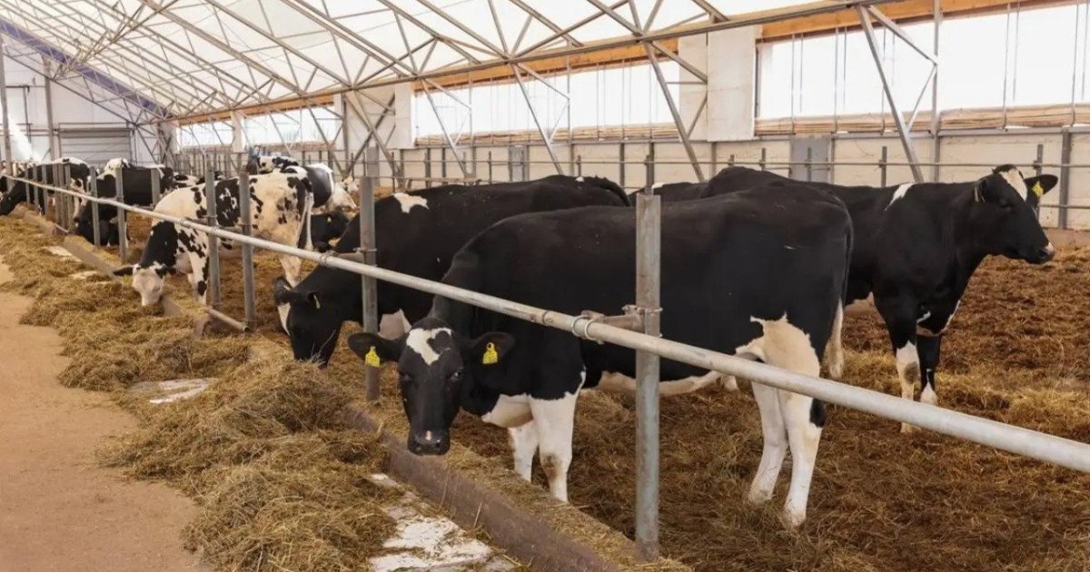 Ірі қара мал етін шет елдерге экспорттауға рұқсат күшіне енді