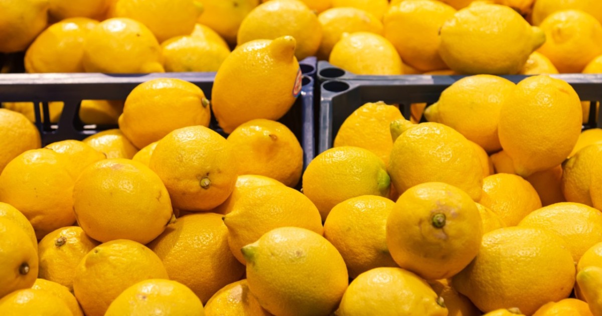 «40 жыл өнім береді»: сарыағаштық шаруа жылыжайдан жылына 200 тонна лимон жинап отыр