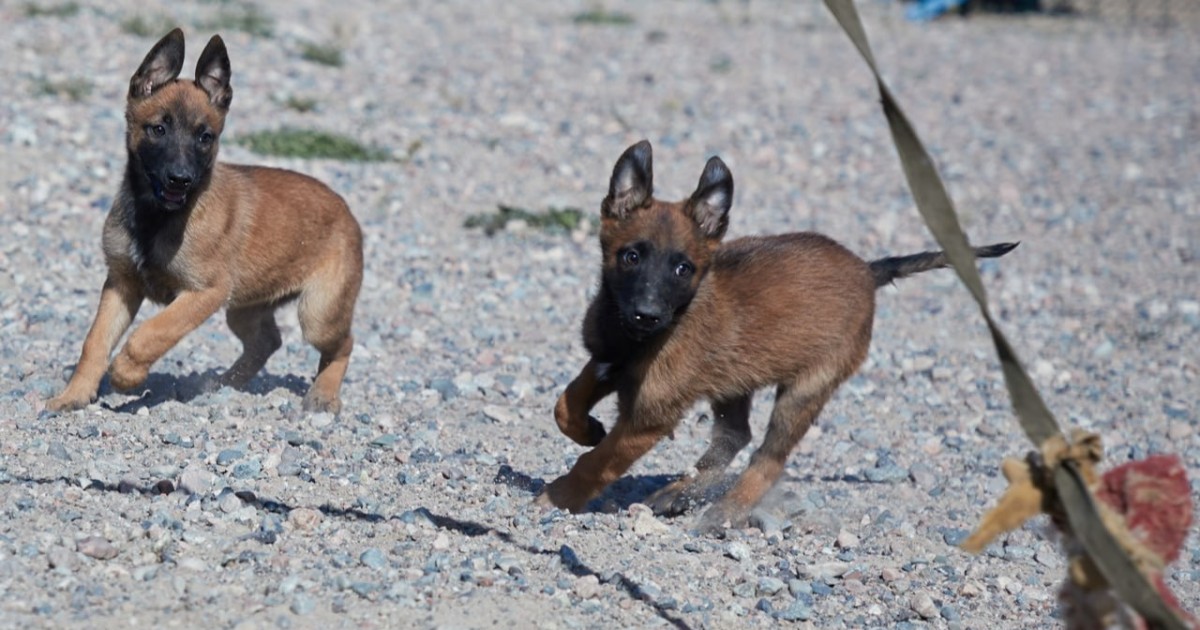 Болашақ қорғаушылар: Ұлттық ұланда қызметтік иттердің жаңа буыны өсіп келеді