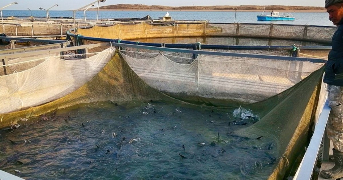 Елімізде балық өсіретін шаруашылықтар саны 650-ге жетті