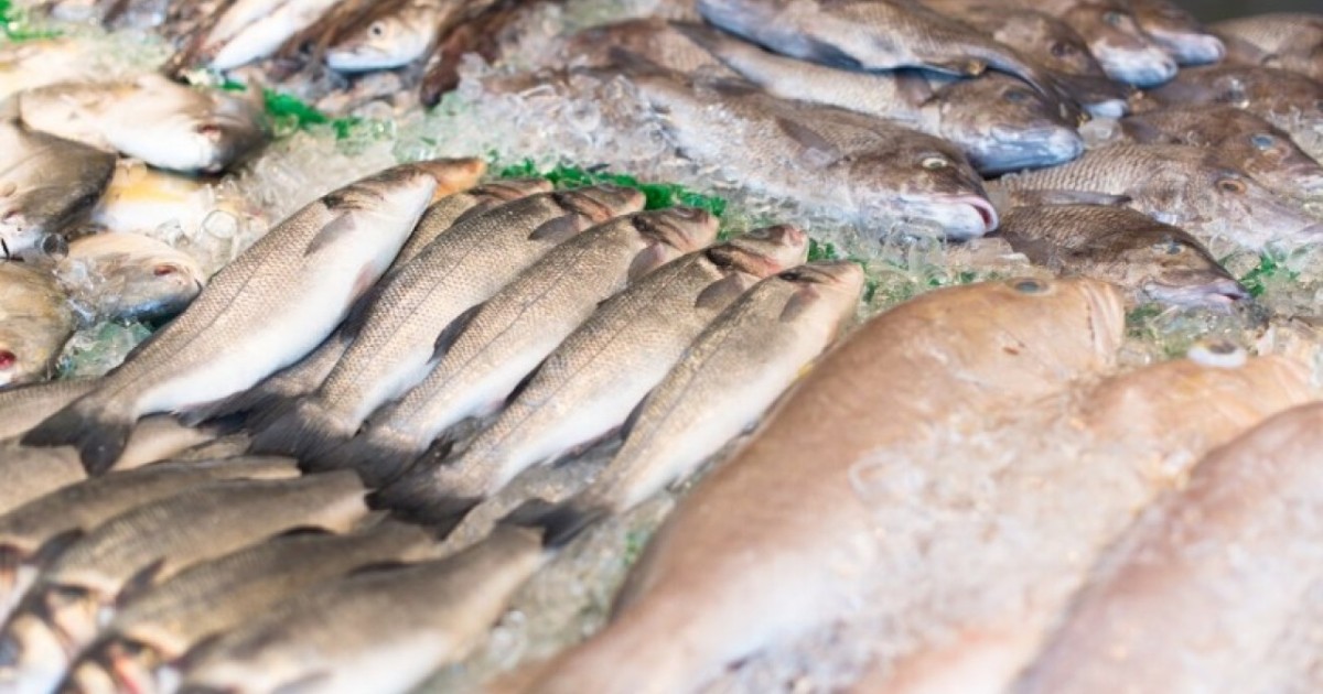 Отандық кәсіпорындар балықтың 50 түрін экспорттайды