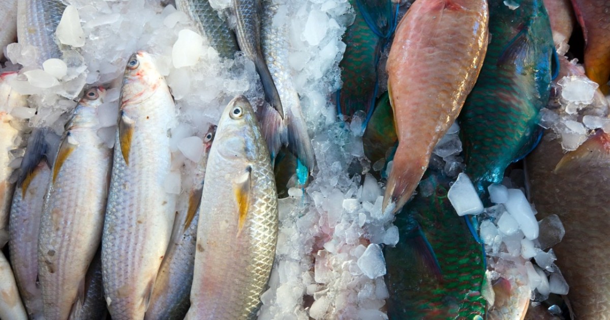 ШҚО-да балықтың шығу тегі туралы құжатты заңсыз талап ету кәсіпорын жұмысын тоқтатты