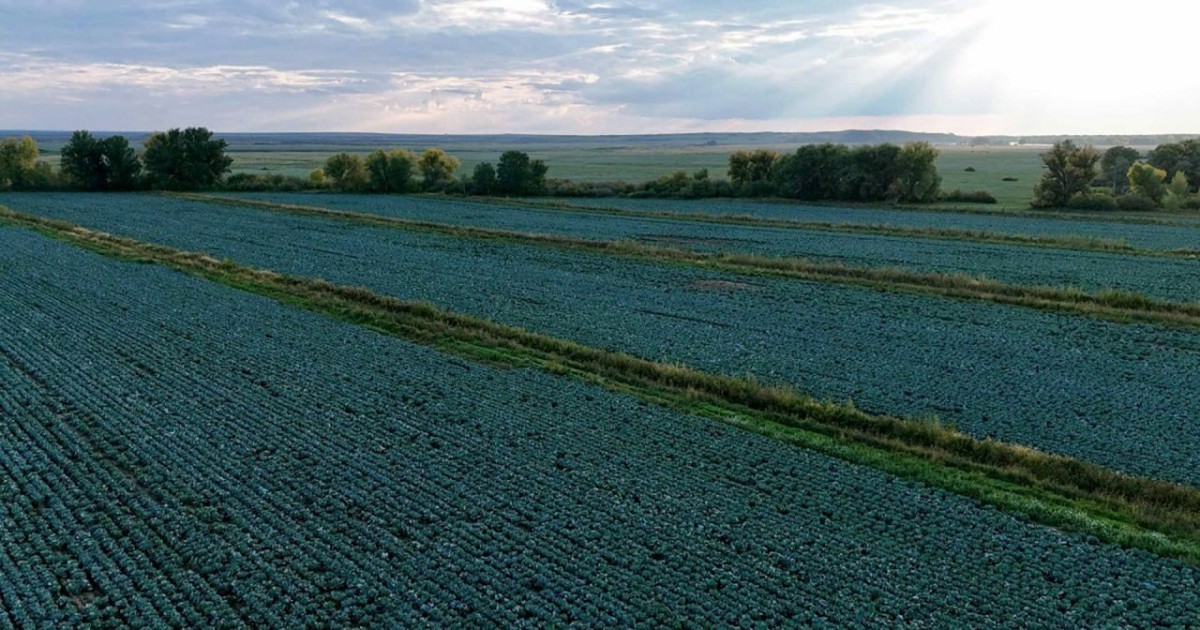 Соңғы 18 жылдағы ең жоғары нәтиже: биыл картоп пен мақта түсімі айтарлықтай өсті