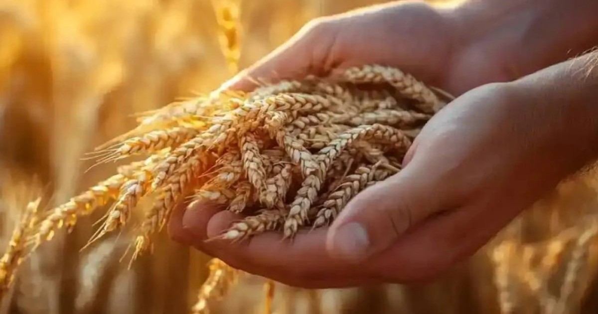 «Бұрын-соңды болмаған көрсеткіш»: Қазақстан экспортқа рекордтық көлемде астық жіберді