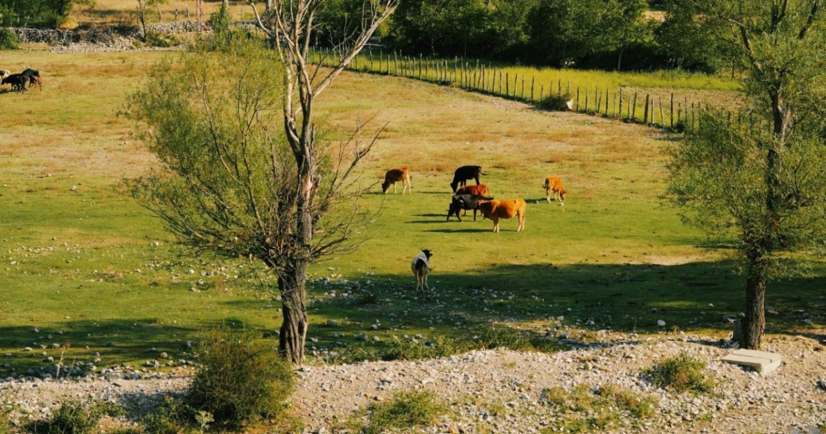 Кешенді жоспар және 200 млрд теңге: мал шаруашылығы қалай дамиды