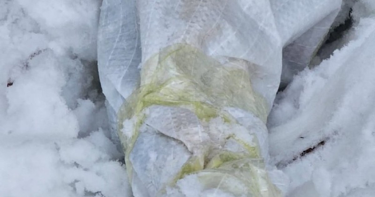 Ақмола облысында орманнан атыс қаруы табылды