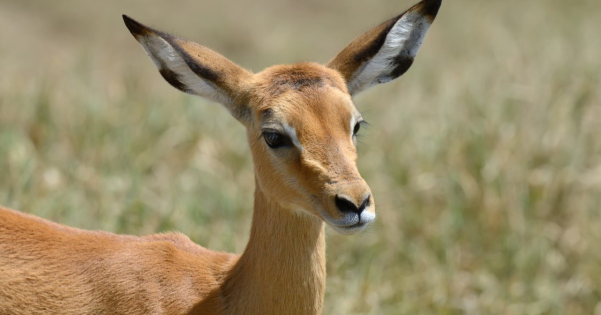 Екі өңірде ақбөкендерді заңсыз аулаған браконьерлер ұсталды – ІІМ