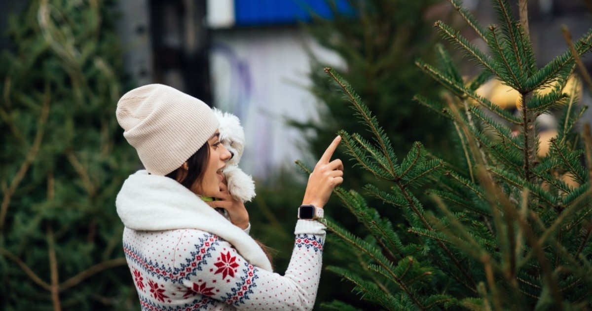 Табиғи жаңажылдық шыршаларды қабылдайды: Алматы хайуанаттар бағы тұрғындарға экоакция жариялады
