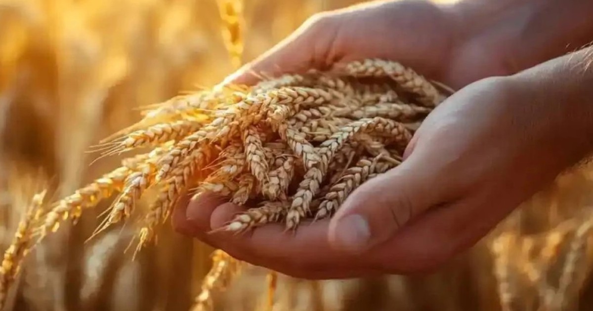 Астық экспортын субсидиялау кезіндегі заңсыздықтар анықталды