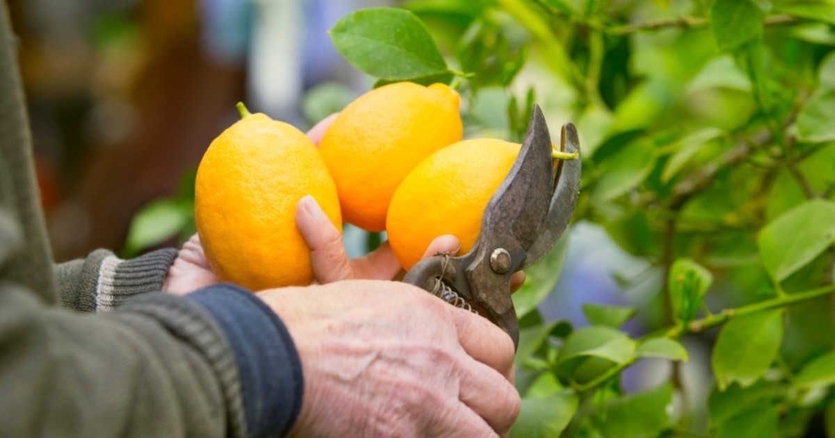 Алматы облысында лимон өсіретін жаңа жылыжай іске қосылды