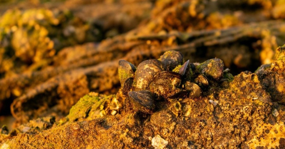 Абай облысында заңсыз алтын өндірумен айналысқан 5 адам ұсталды