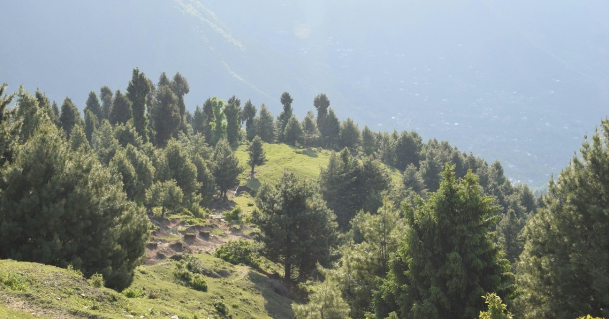 Абай облысында жер пайдалану және орманды қорғау саласында заңбұзушылықтар анықталды
