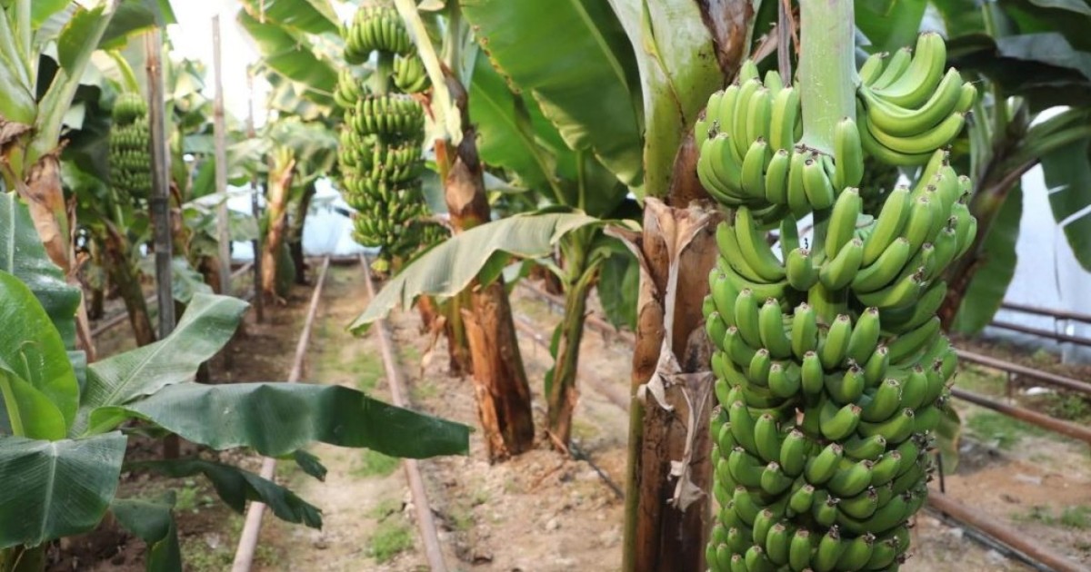Сарыағашта «Кавендиш» банан сұрпы мол өнім беріп жатыр