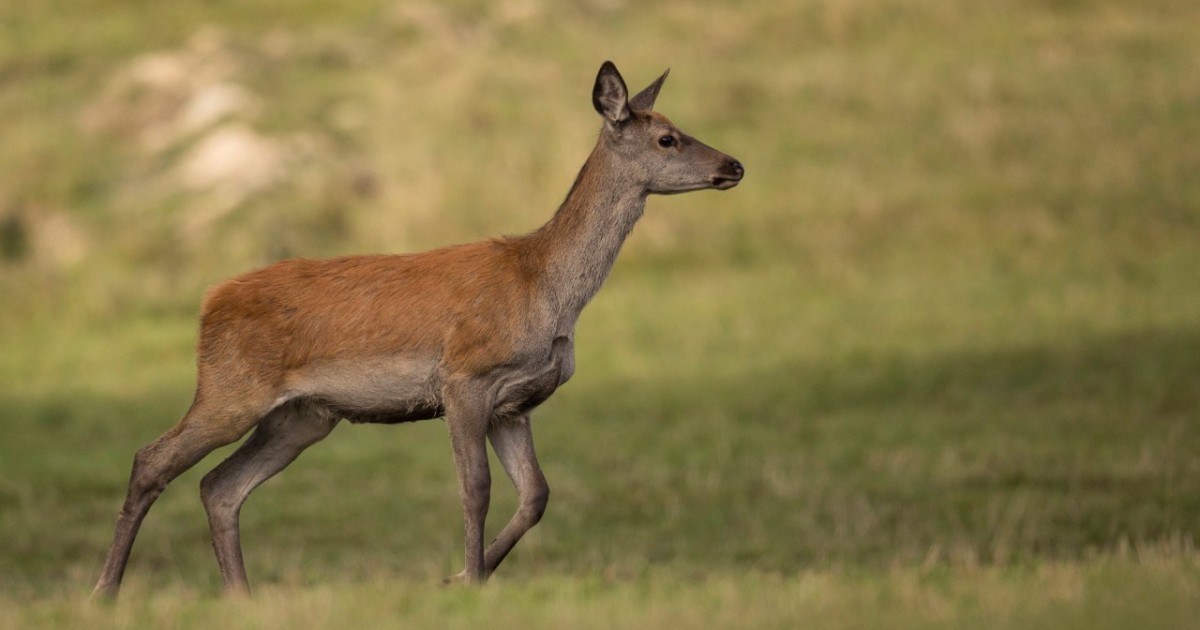 Ақмола облысында елік атқан браконьерлер сотталды