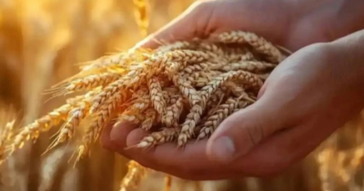 Қытайға астық экспорттау бойынша ынтымақтастықты дамыту мәселелері талқыланды