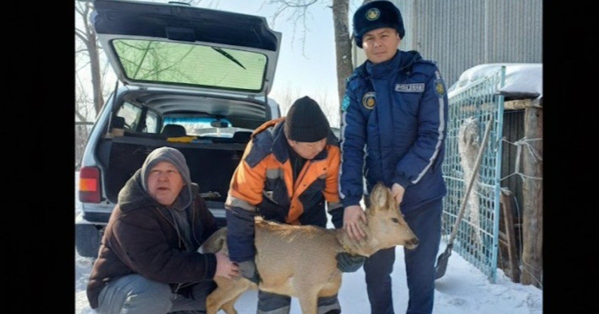 Семейліктің ауласына елік кіріп кетті