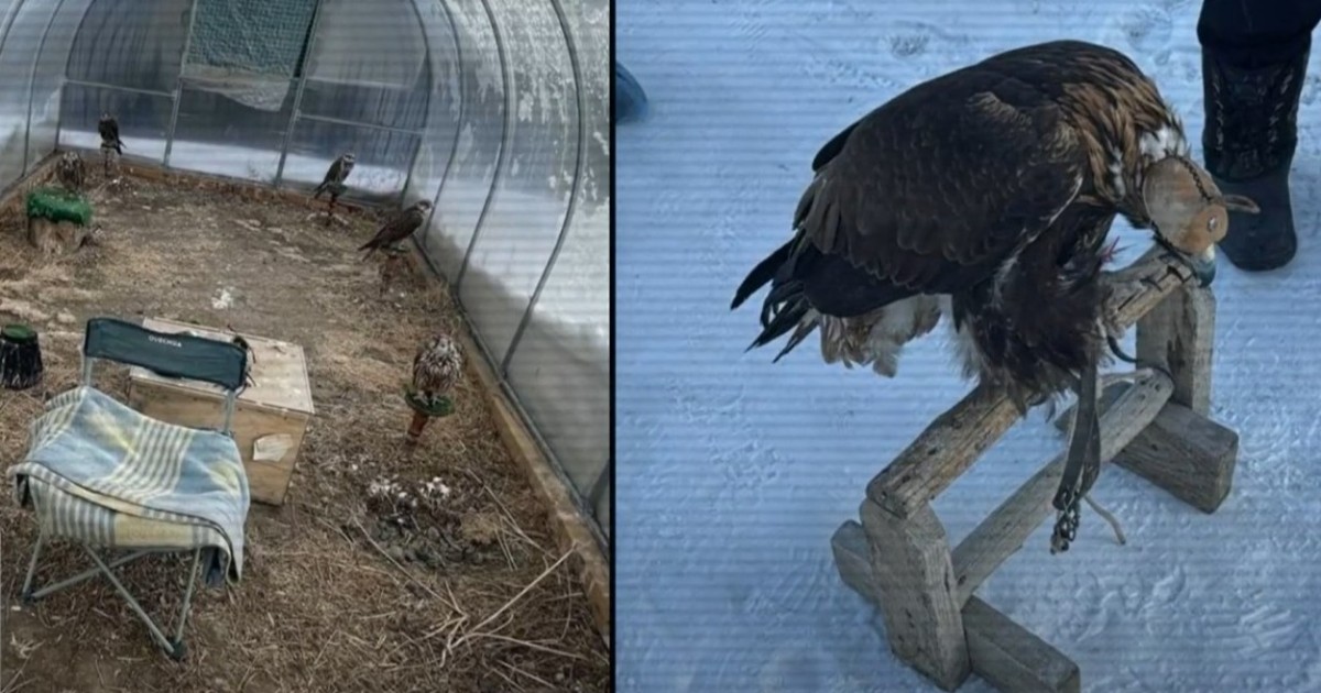 Баянауылдан Қызыл кітапқа енген құстарды аулап, шетелге саудалағандар ұсталды