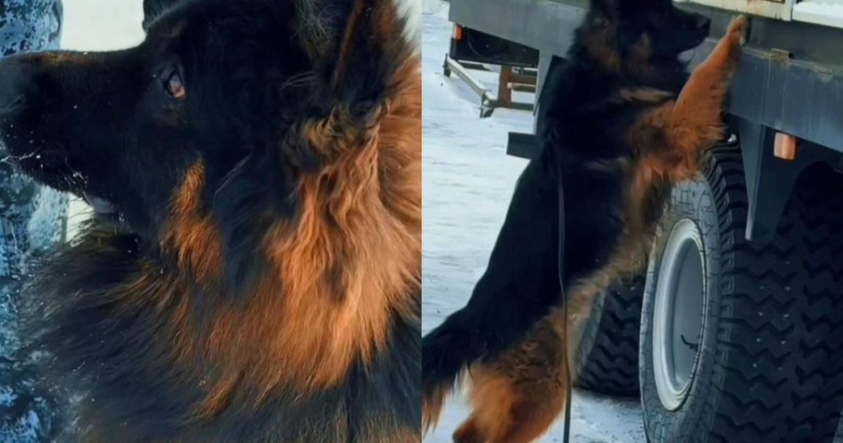 Ақтөбеде қызметтік ит 30-ға жуық қылмыс орнына барып, 15 рет есірткі қылмысын анықтады