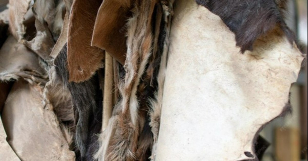 АШМ: Тері мен жүнді қайта өңдейтін өндірістік қуаттар қалпына келтіріледі