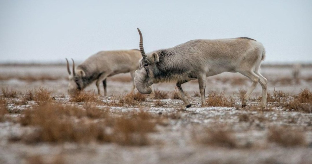 Жануарлар дүниесі комитеті: Қыста киіктің бір бөлігінің қырылуы - табиғи құбылыс