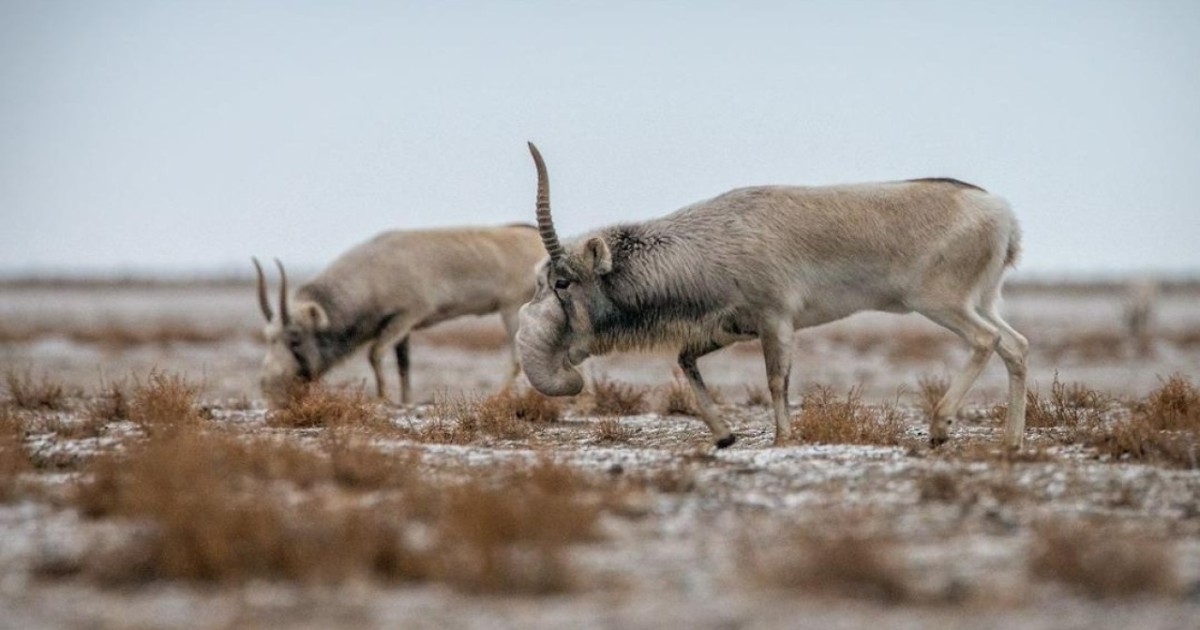 Екі өңірде ақбөкендерді заңсыз аулаған браконьерлер ұсталды – ІІМ