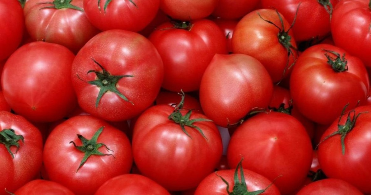 Ресейден әкелінген қызанақ тұқымдарынан вирус табылды