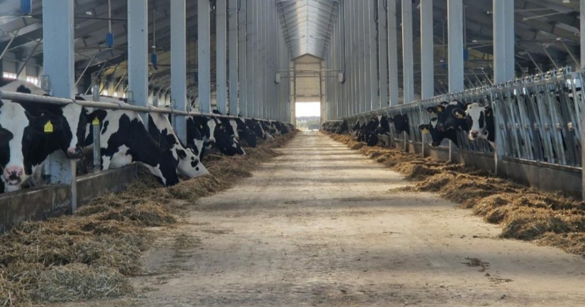 АШМ мал шаруашылығына жеңілдетілген несие беруді бастады