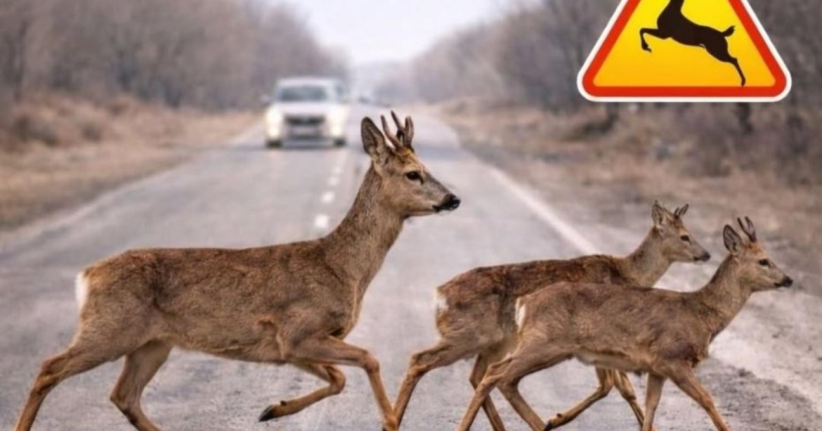 Жолда абай болыңыз: жабайы жануарлардың маусымдық көші-қоны басталды