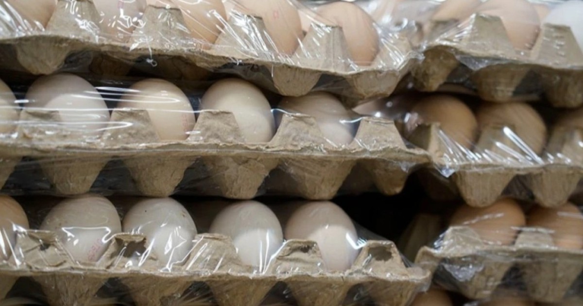 Тауық жұмыртқасы қаптамада көрсетілген салмаққа сәйкес келе ме - министрлік жауабы