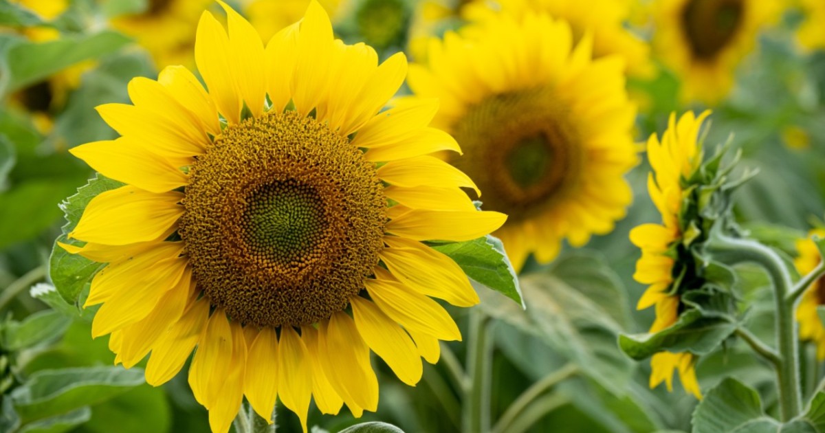 14 тонна қауіпті күнбағыс тұқымы Беларуське кері қайтарылды - АШМ