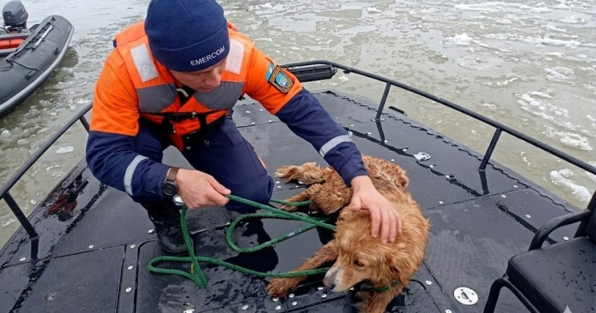 Елорда құтқарушылары мұз арасында жүзіп жүрген итті жағаға алып шықты