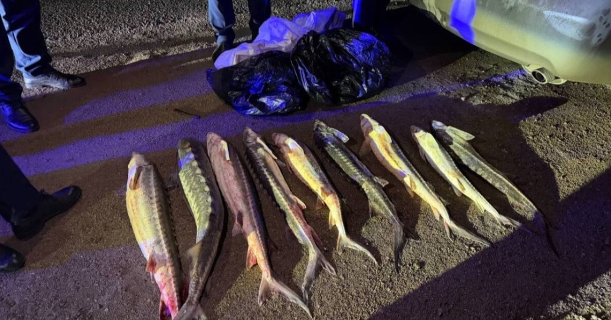 Ақтауда заңсыз балық тасымалдаған жүргізуші ұсталды