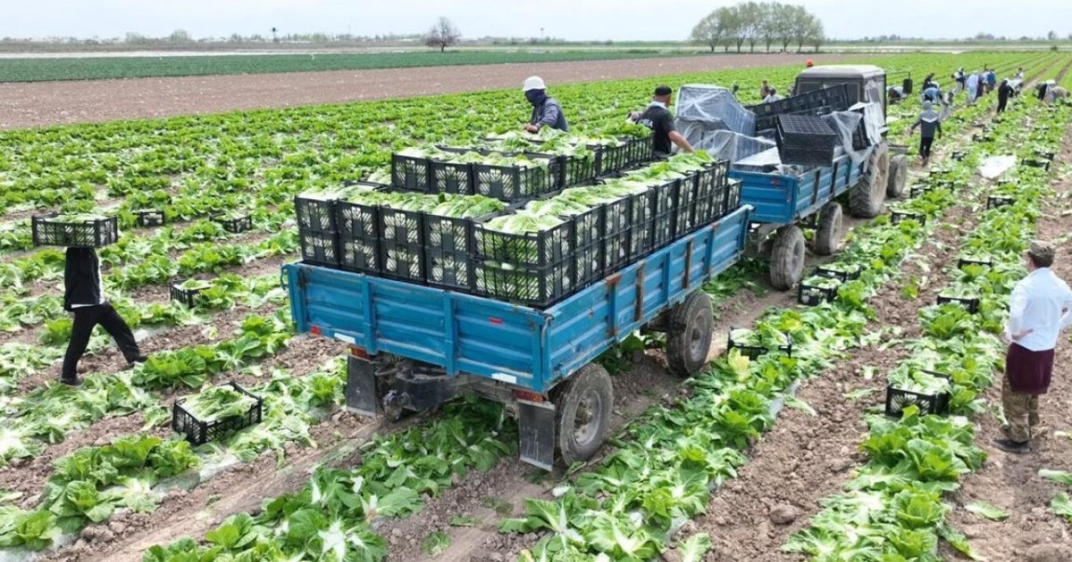 Түркістан облысының диқандары Ресейге ерте пісетін қырыққабат өнімін экспорттады